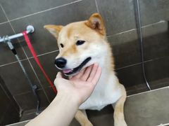 -美联众合动物医院(唯恩分院)