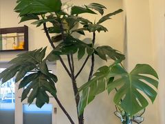 -阿九笨鸡蛋手擀面(总店)