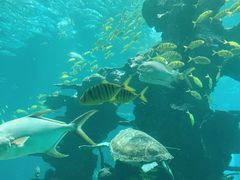 -海棠湾洲际-涛·海底餐厅·美人鱼·自助餐·海底隧道