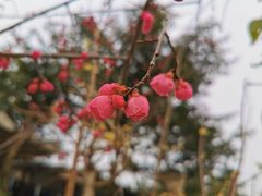 -三圣花乡旅游区