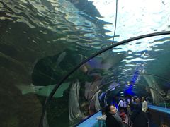 -悉尼海洋生物水族馆