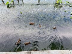 -什刹海