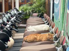 -有猫主题·治愈系猫咖(曾厝垵店)