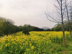 -黄陂区野村谷景区