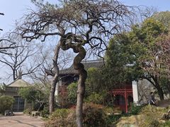 -西泠印社