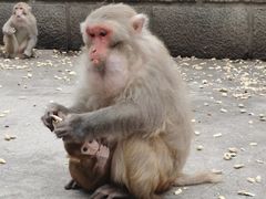 -白帝城·瞿塘峡景区