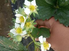 -胜丰草莓采摘园