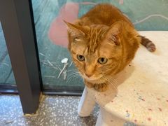 -囡的喵喵酱·萌宠生活馆·宠物洗护美容(胶州路店)