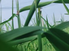 -嘉北郊野公园