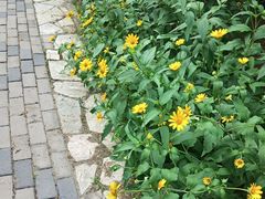 -东升八家郊野公园