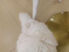 -喵宠乐园·撸猫互动·猫舍