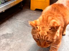 -肥仔文澳门猪骨煲(南京西路店)