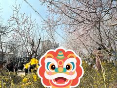 -桃花堤公园