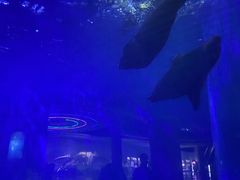 -泉城欧乐堡海洋极地世界