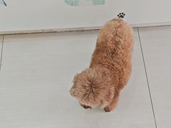 -全心全意连锁动物医院·微创中心·内科急重症·心脏专科(丰管路店)