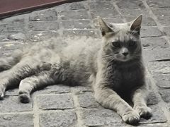 -猫岛主趣味餐厅(鼓浪屿店)