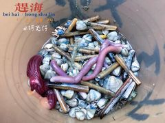 -红树林天天赶海
