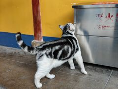 -龙华素斋(龙华路店)