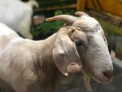 -上海大自然野生昆虫馆(东方明珠·爬宠昆虫探索中心)