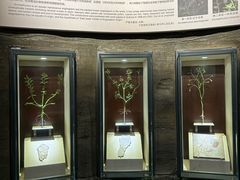 -辽宁古生物博物馆