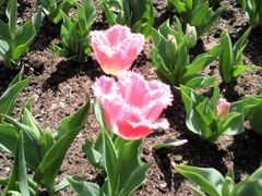 -上海鲜花港