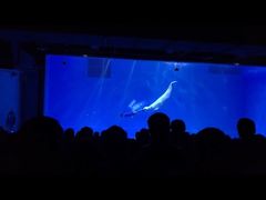 -芜湖新华联大白鲸海洋公园