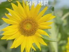 -上海杨姆庄园