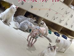 -藏猫猫咖啡主题馆(中央大道店)
