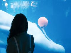 -海合安武汉极地海洋公园