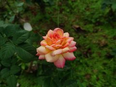 -花溪公园