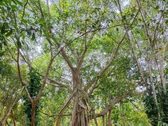 -中国科学院西双版纳热带植物园