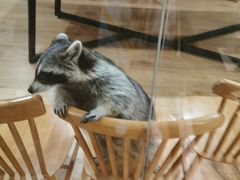 -藦茜花园宠物主题亲子互动体验馆(国顺东路店)