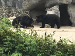-都江堰中华大熊猫苑