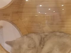 -猫咪派对(江南西店)