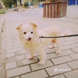 小芝士-🐶身材管理[糖果]