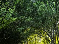 -郑州植物园