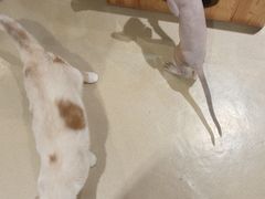 -藏猫猫咖啡主题馆(中央大道店)