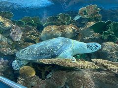 -上海海洋水族馆