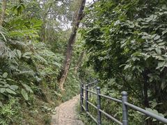 -银湖山郊野公园-相思林