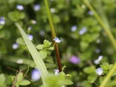 -崇明东平国家森林公园烧烤房车露营地