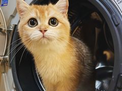 -柚子猫舍·精品猫舍购猫·猫咪认养·购宠·宠物店
