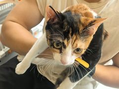 -瑞鹏宠物医院·骨科·猫科·内科(第一中心)