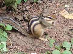 -五营红松林海景区