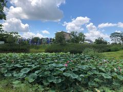 -江门古劳水乡旅游区