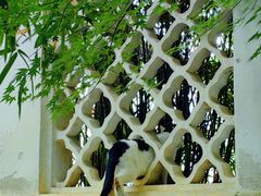 -西园戒幢律寺