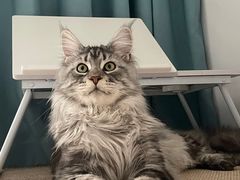 -老吴的猫·猫舍(新区店)
