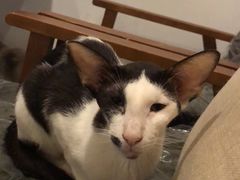 -猫色咖啡·猫咖