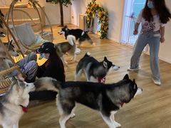 -Husky Go! 哈士奇体验馆·宠物咖啡厅狗咖
