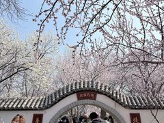 -桃花堤公园