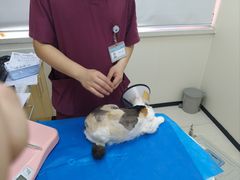 -美联众合动物医院·24h京西诊疗中心
